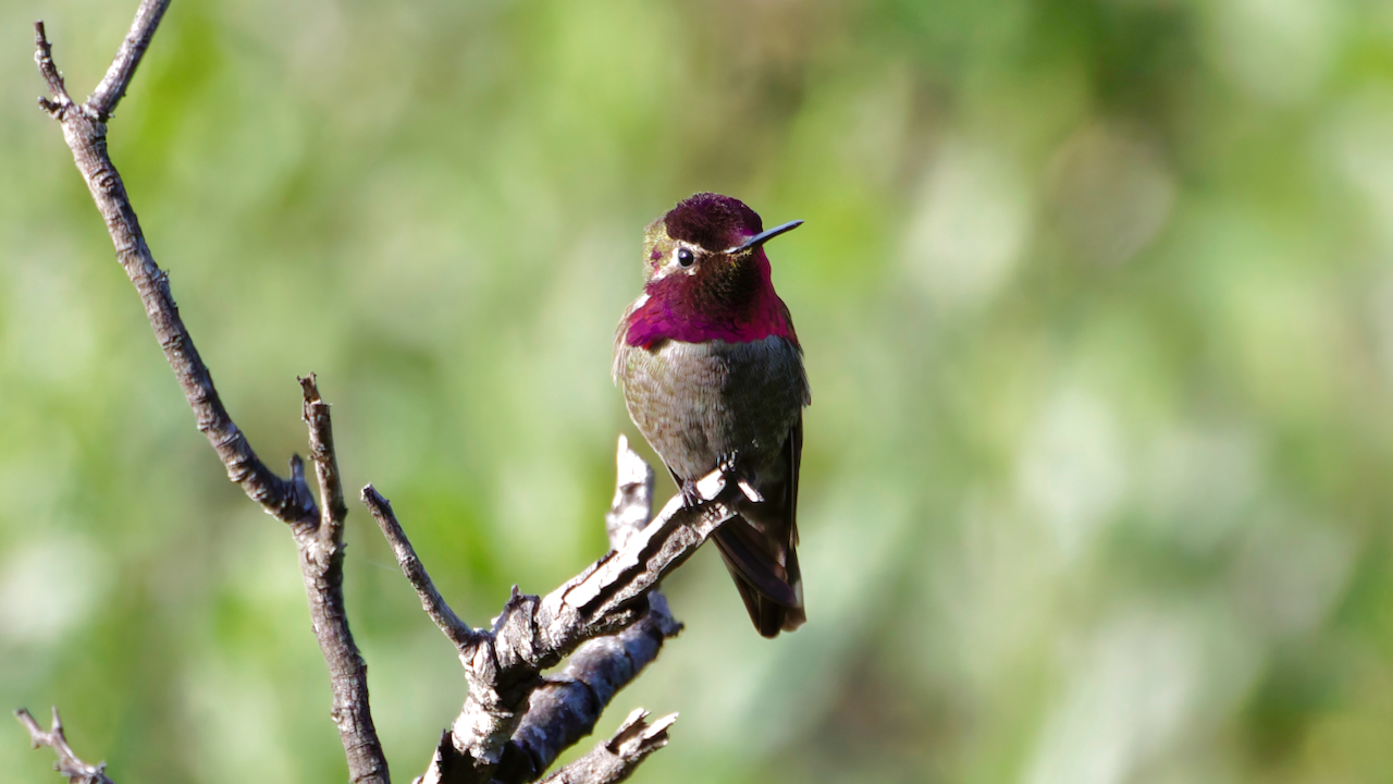 Anna’s Hummingbirds