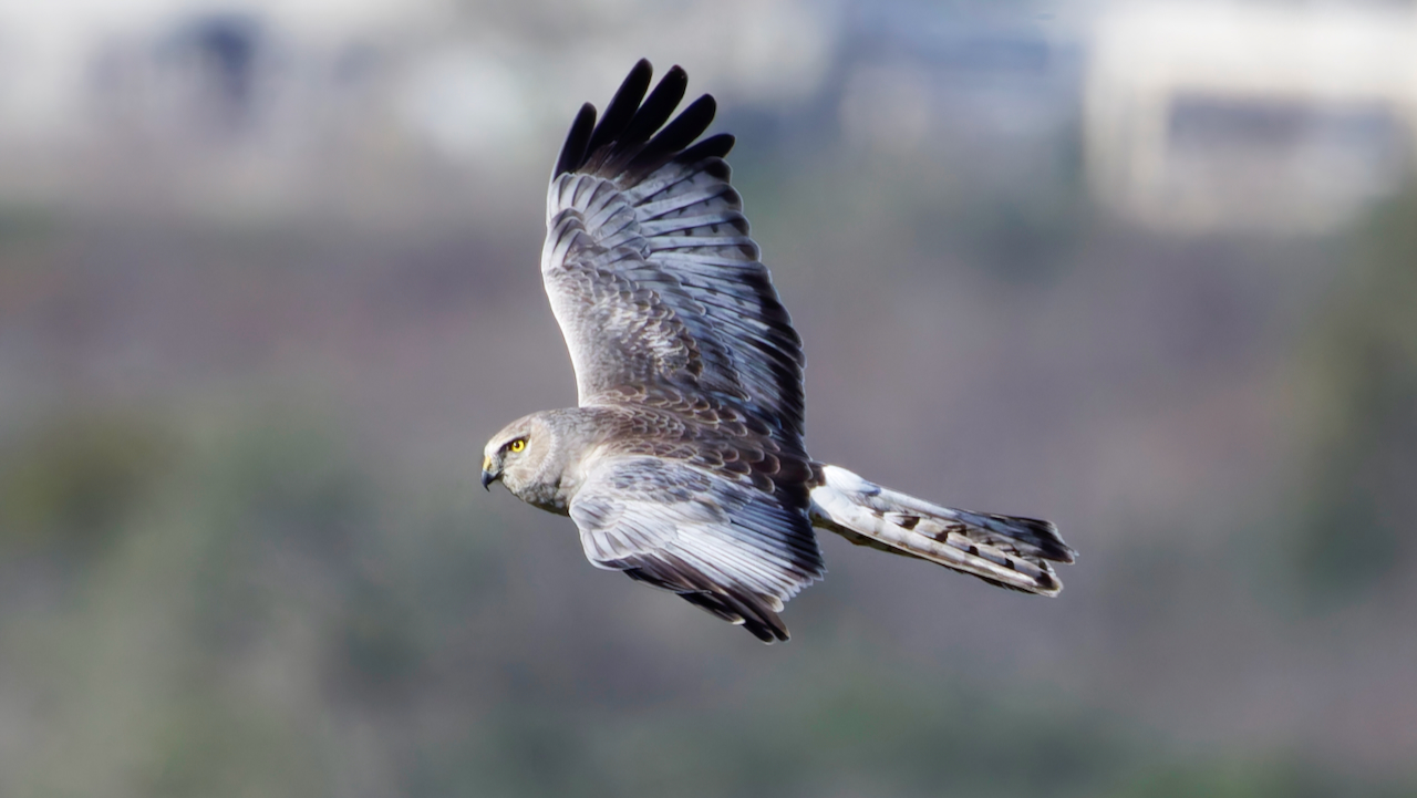 Northern Harrier