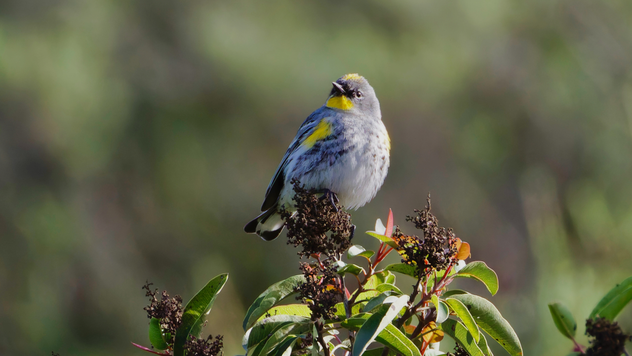Yellow-rumped Warbler