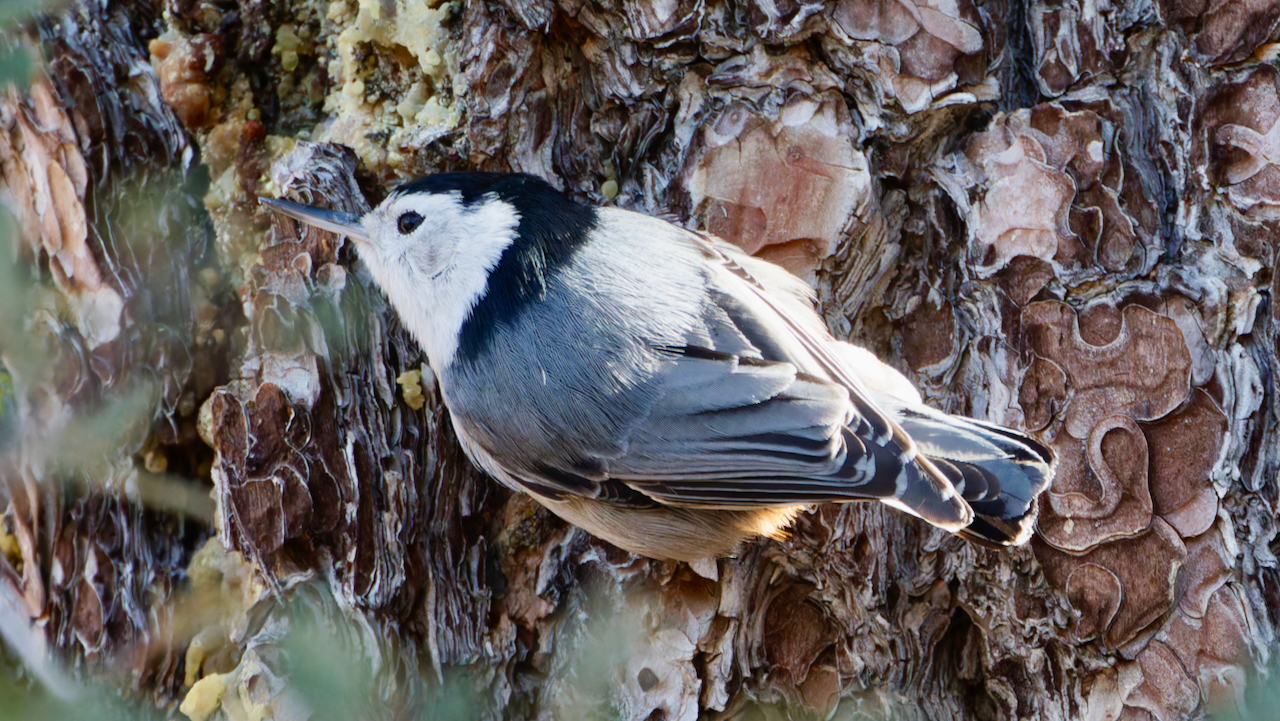 White-breasted Nuthatch