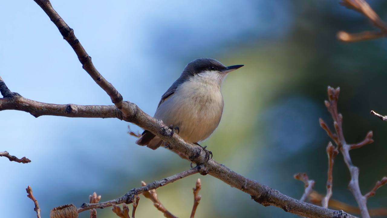 Pygmy Nuthatch