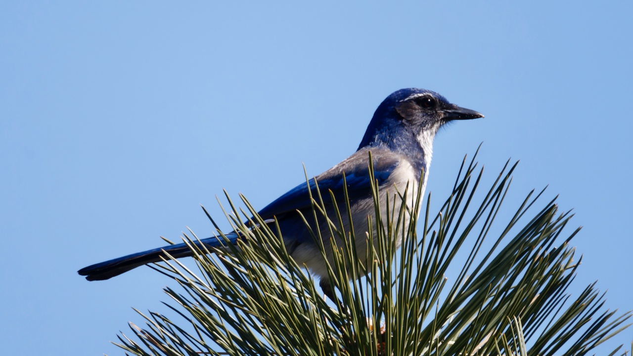 California Scrub-jay