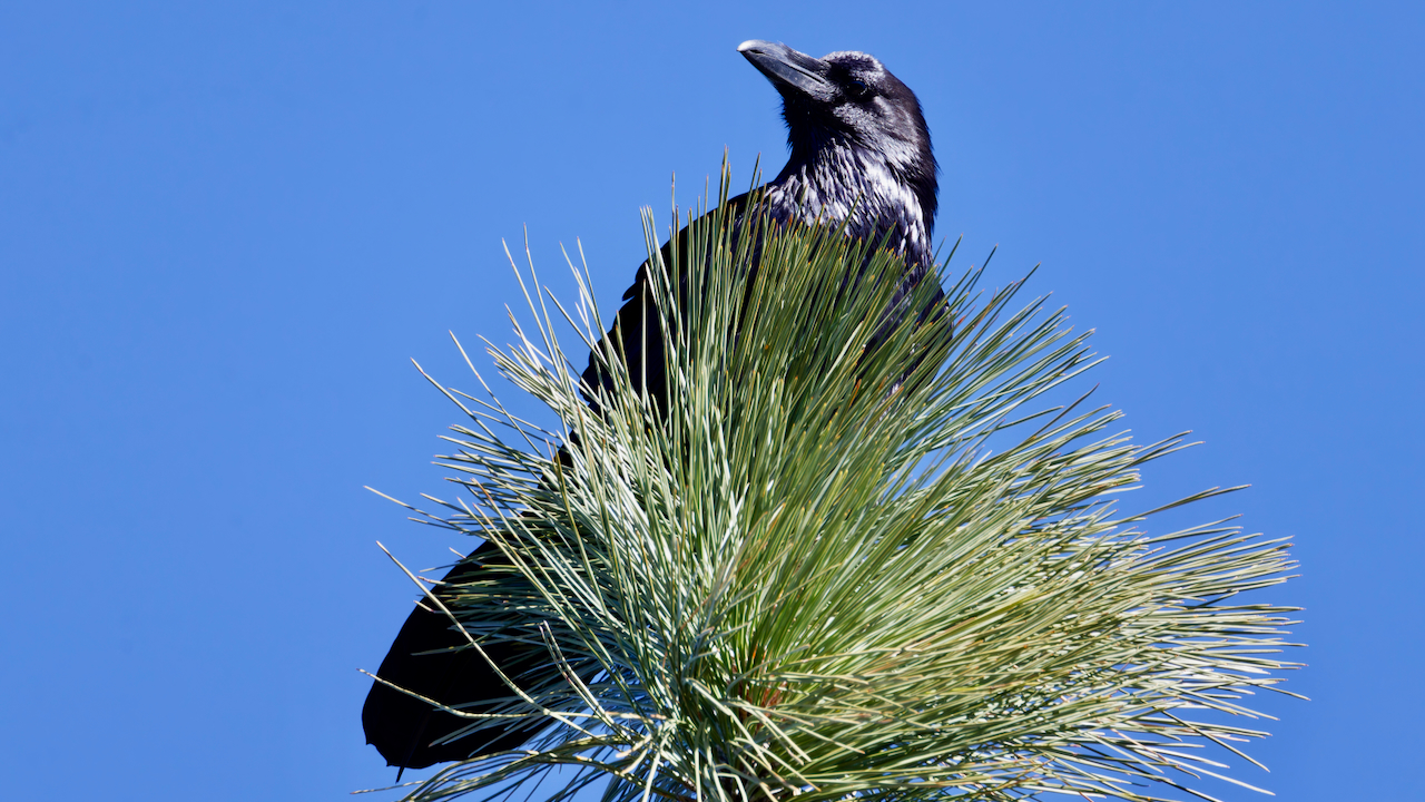 Common Raven