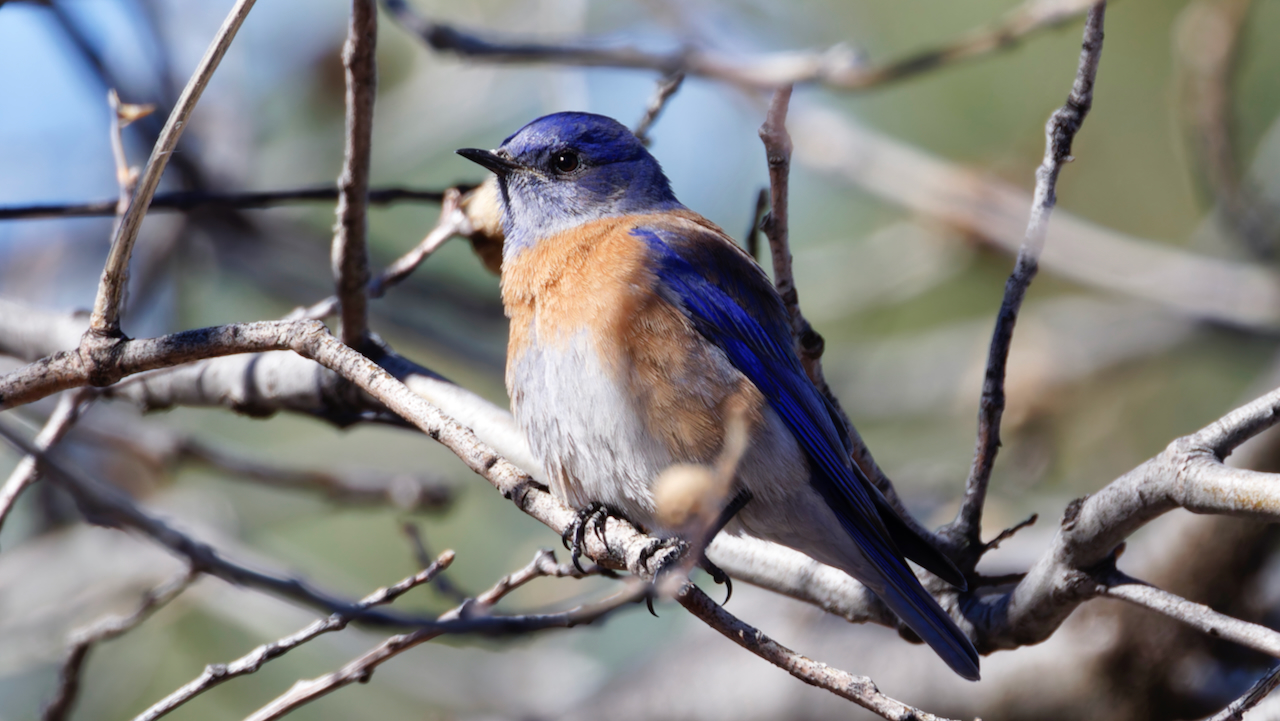 Western Bluebird