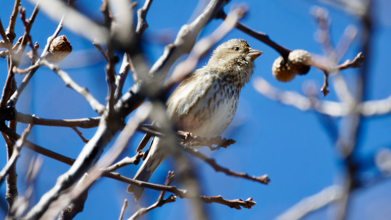 Purple Finch
