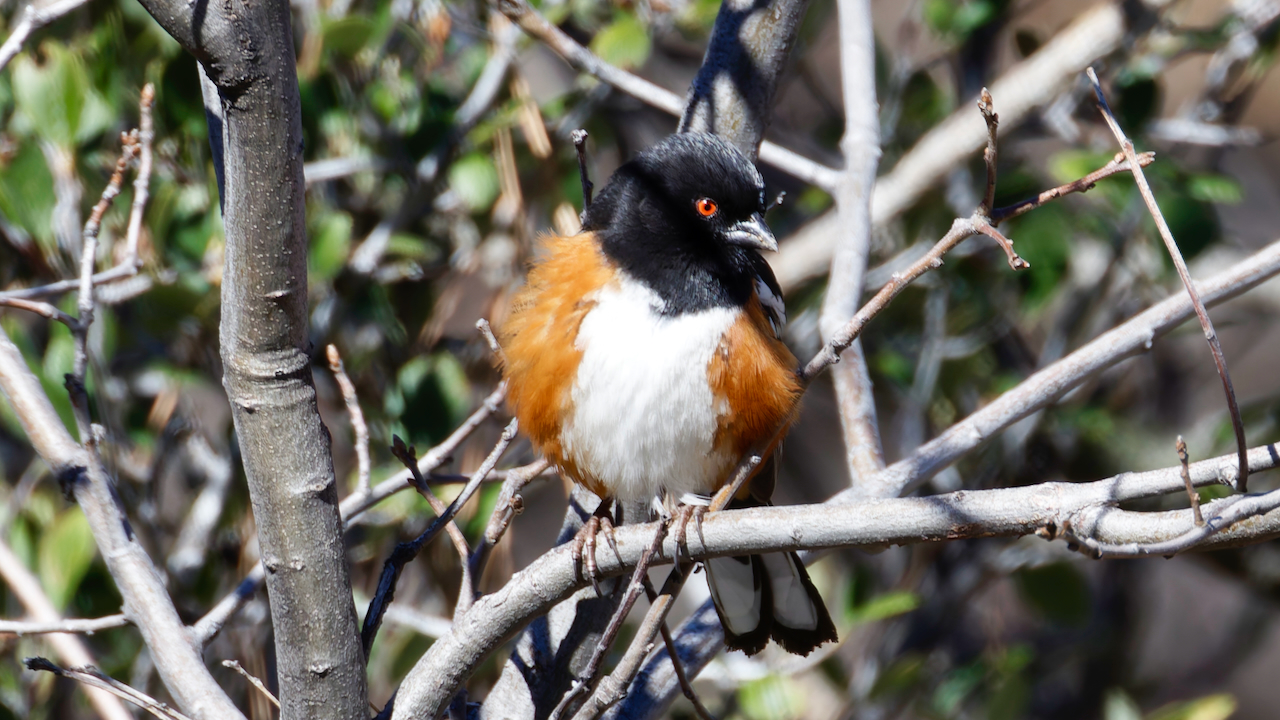 Spotted Towhee