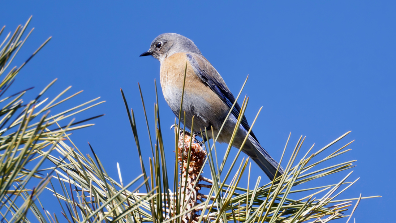 Western Bluebird