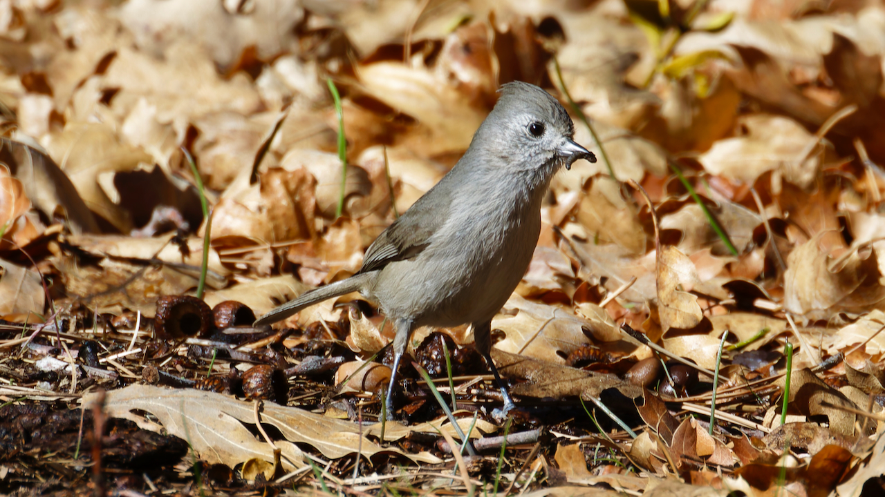 Oak Titmouse