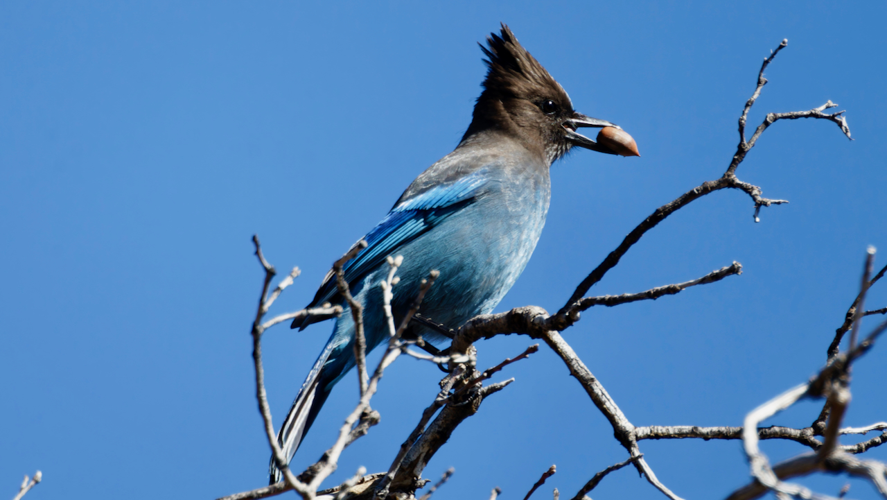 Steller’s Jay