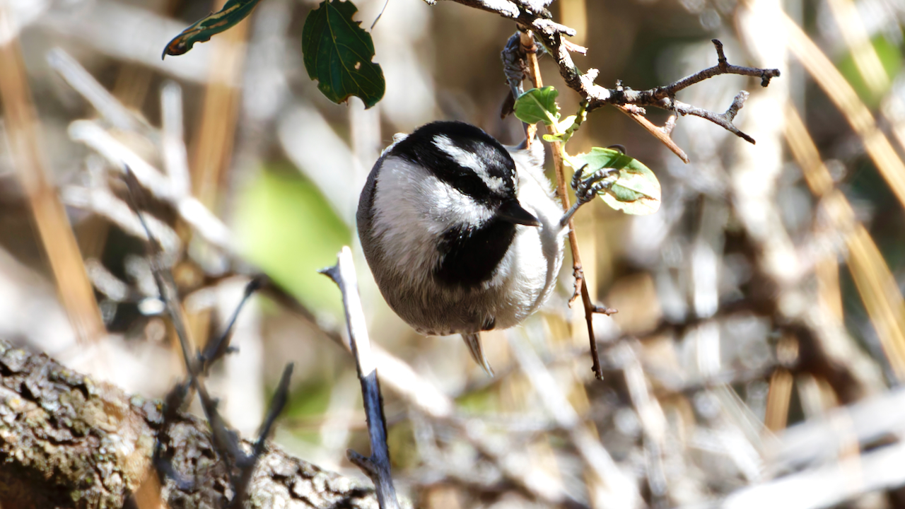 Mountain Chickadee
