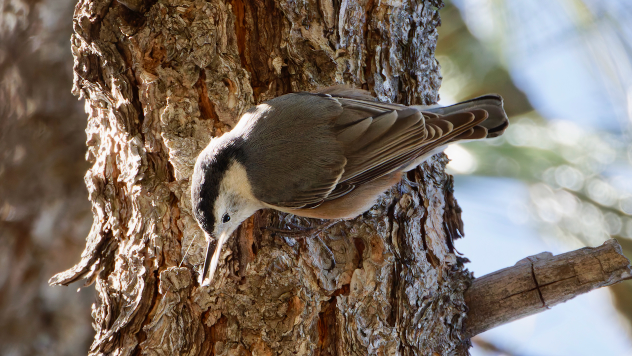 White-breasted Nuthatch