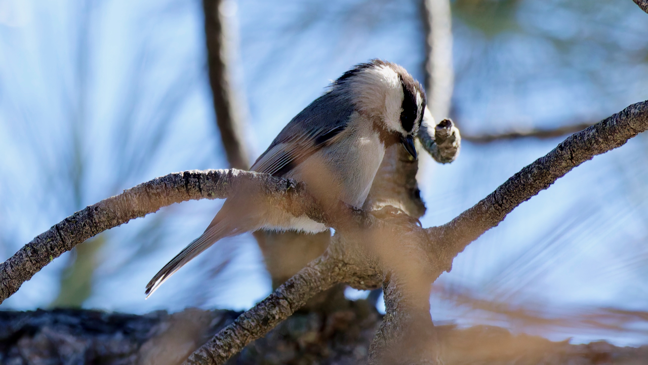 Mountain Chickadee