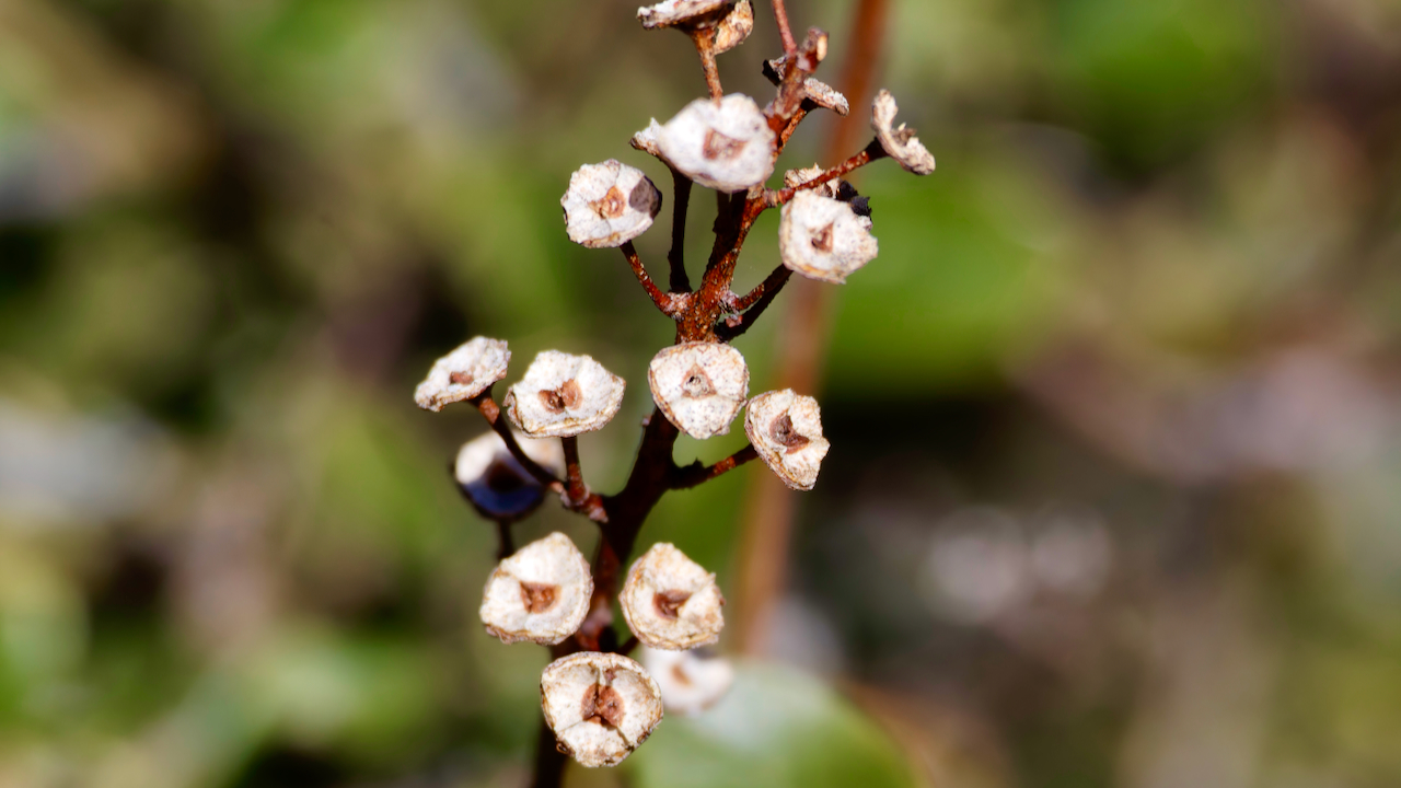Ceanothus