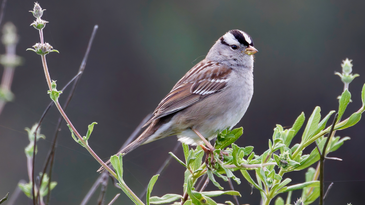 White-crowned Sparrow