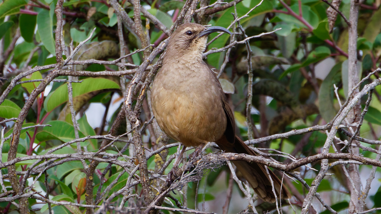 California Thrasher