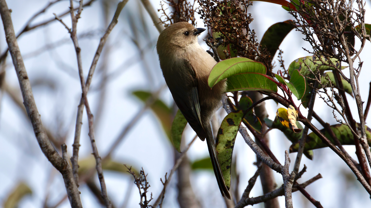 Bushtit