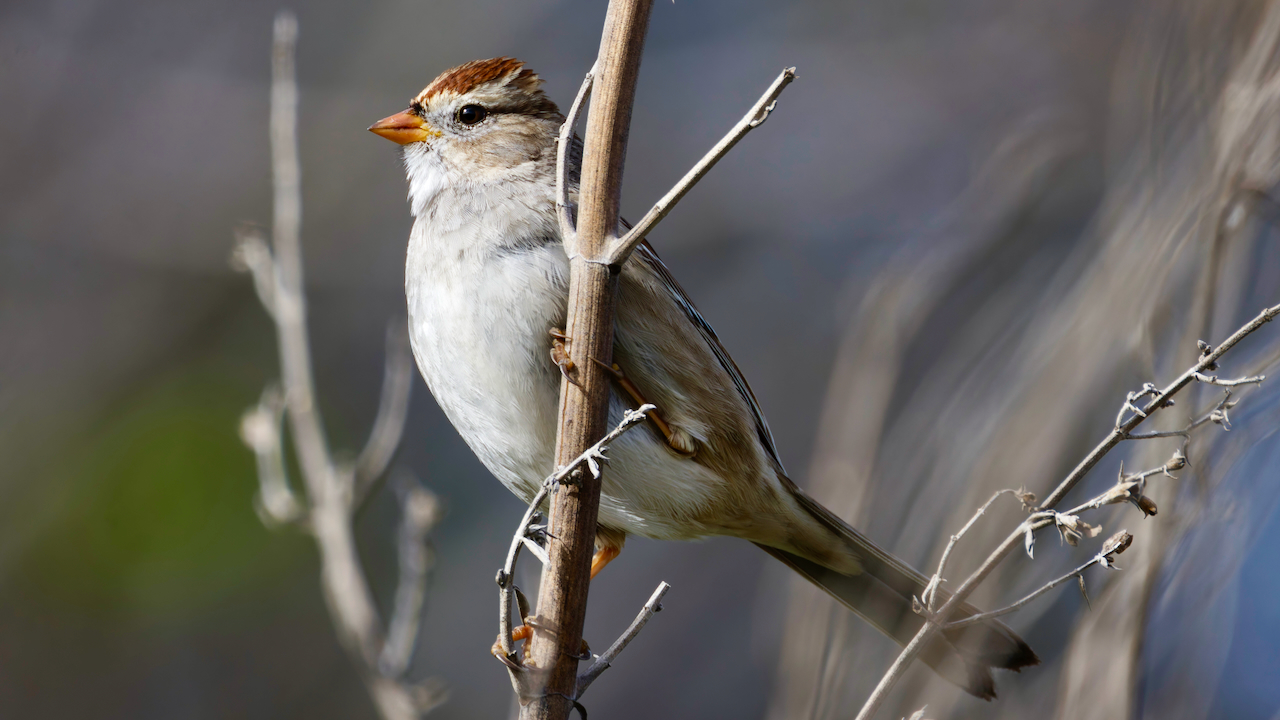 White-crowned Sparrow