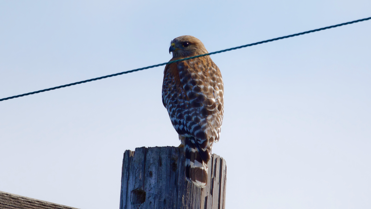 Red-shouldered hawk