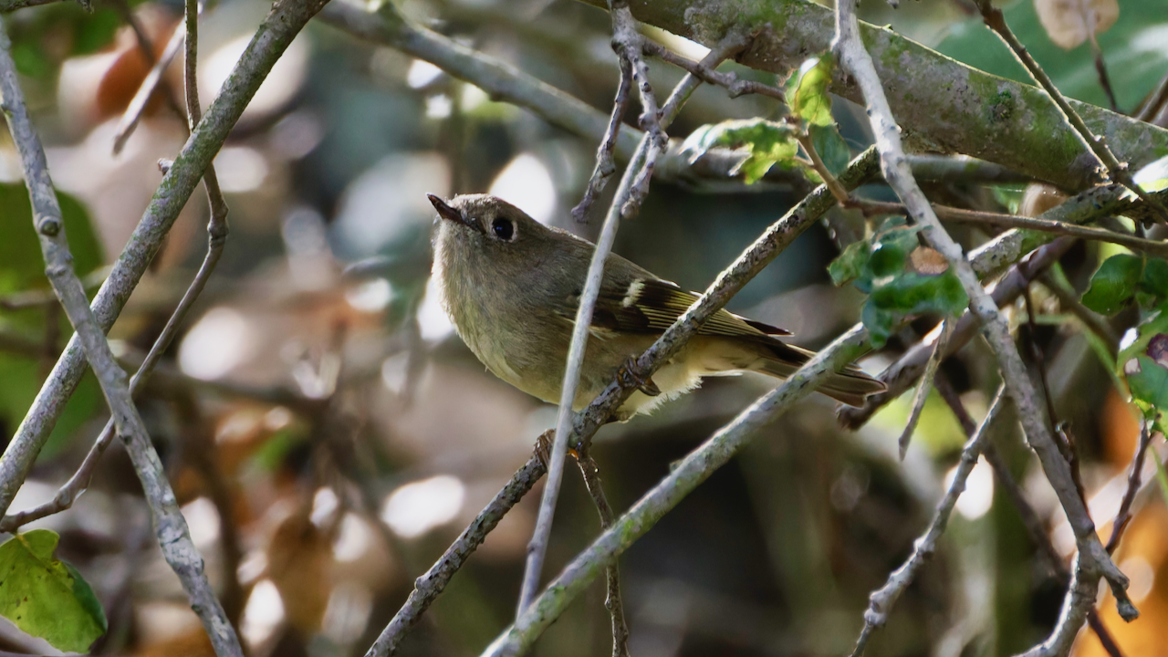 Ruby-crowned Kinglet