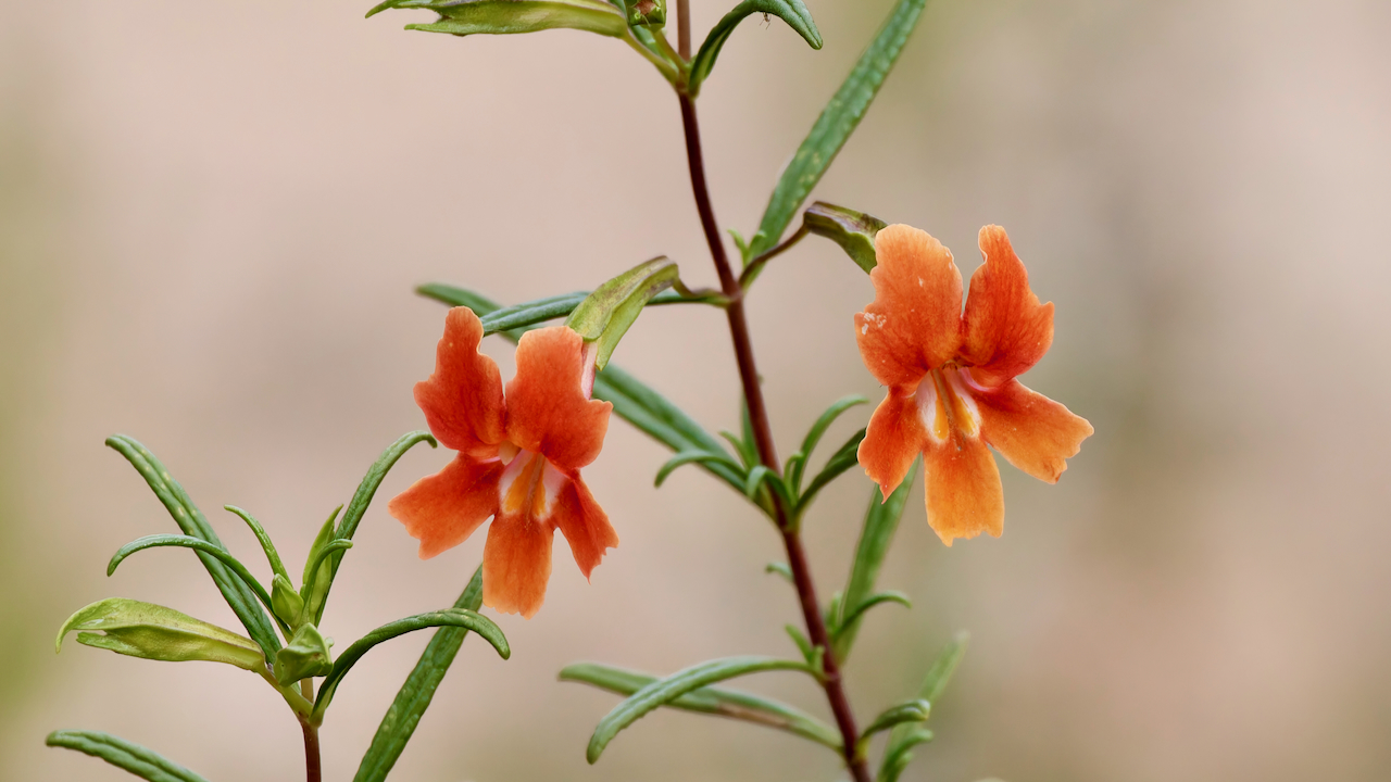 Red bush monkeyflower