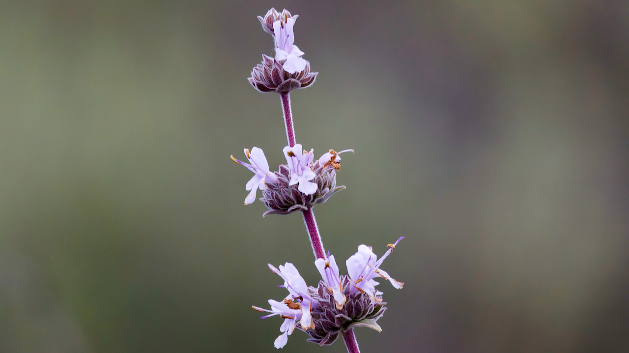 Purple sage