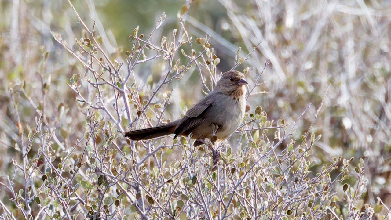 California Towhee