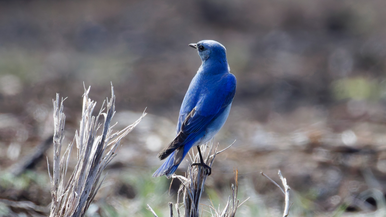 Mountain Bluebird