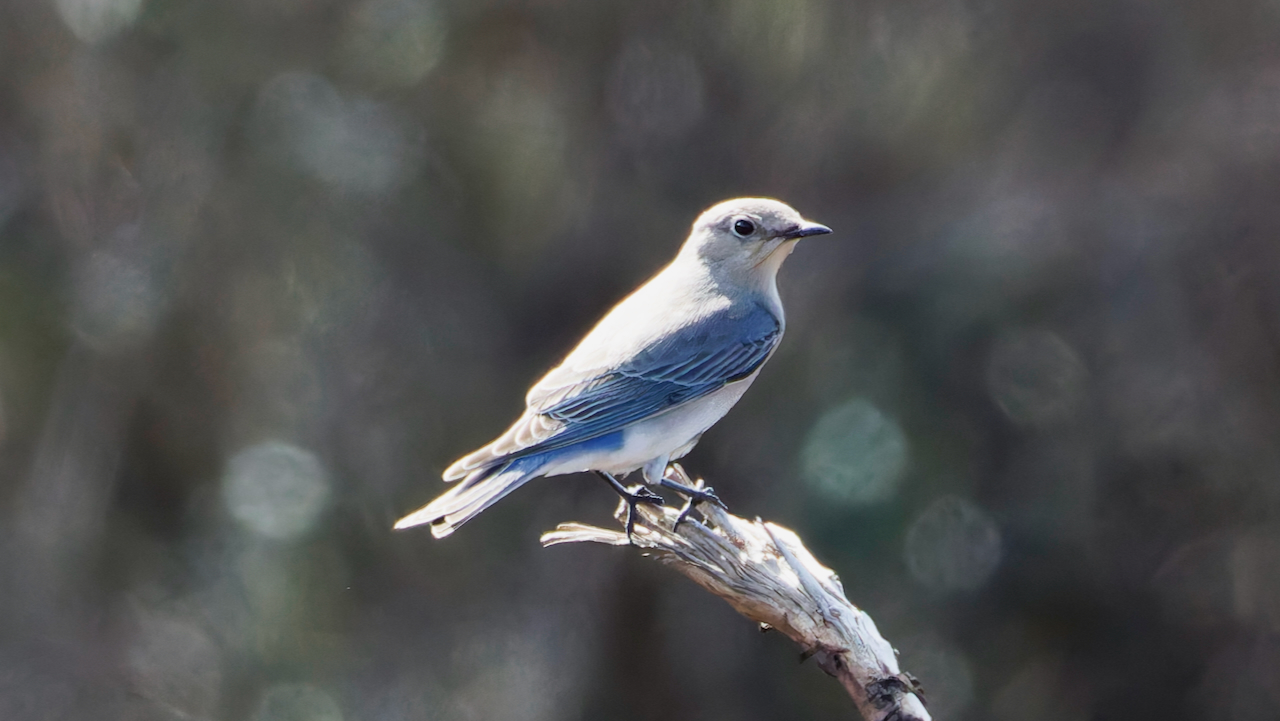 Mountain Bluebird