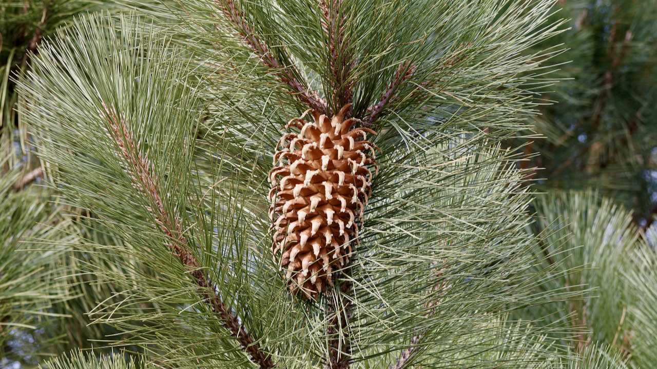 Bigcone Pine
