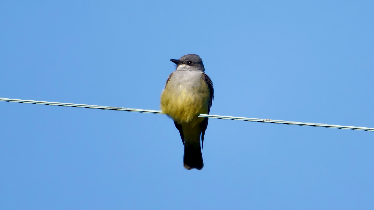 Cassin’s Kingbird