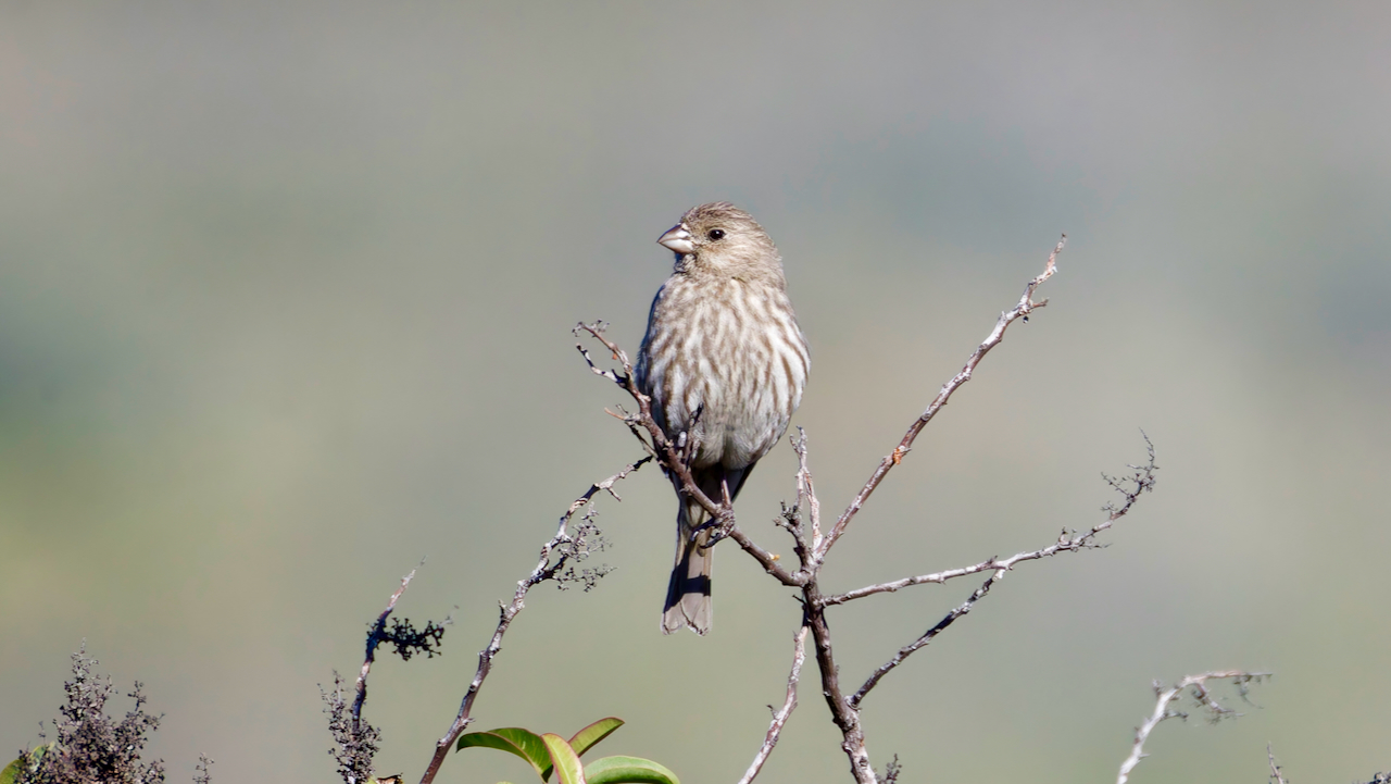 House Finch