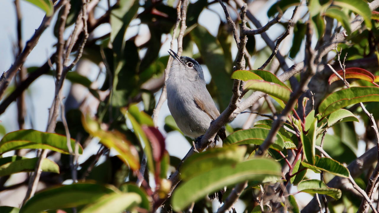 California Gnatcatcher