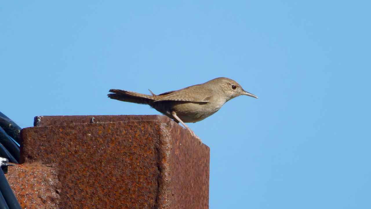 Northern House Wren