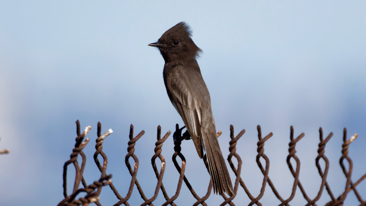 Black Phoebe
