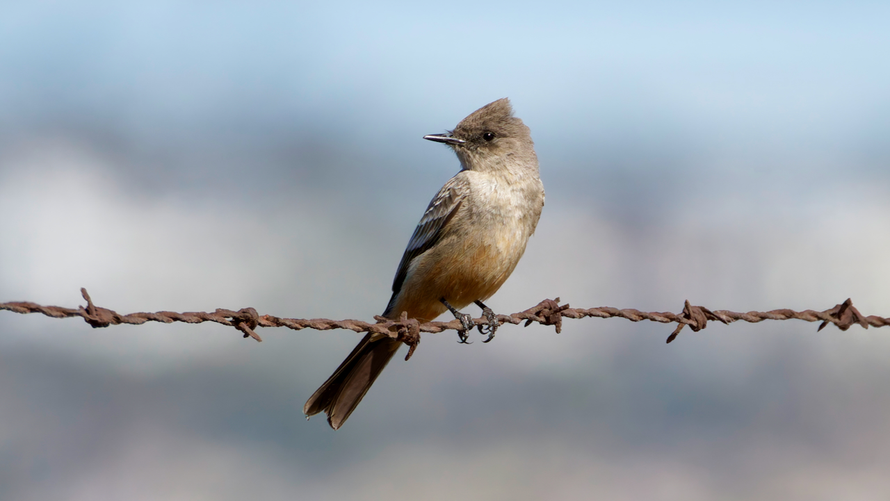 Say’s Phoebe