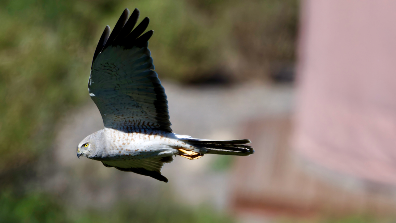 Northern Harrier