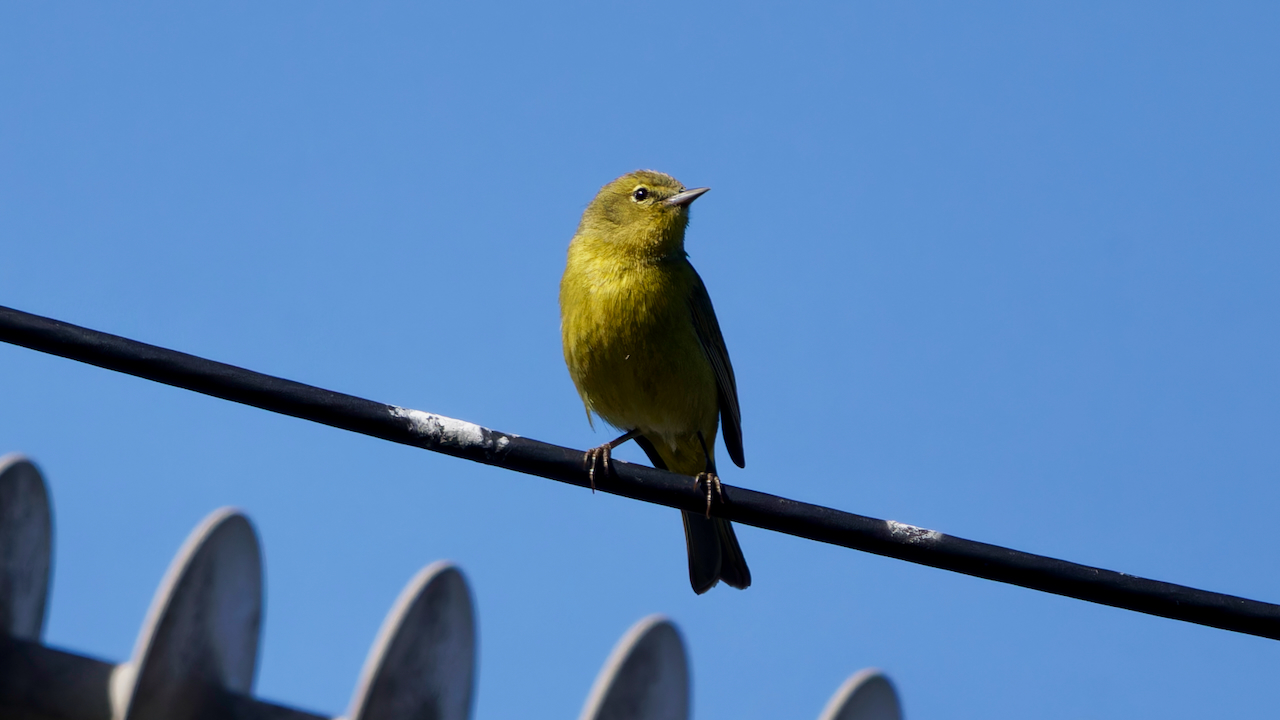 Orange-crowned Warbler