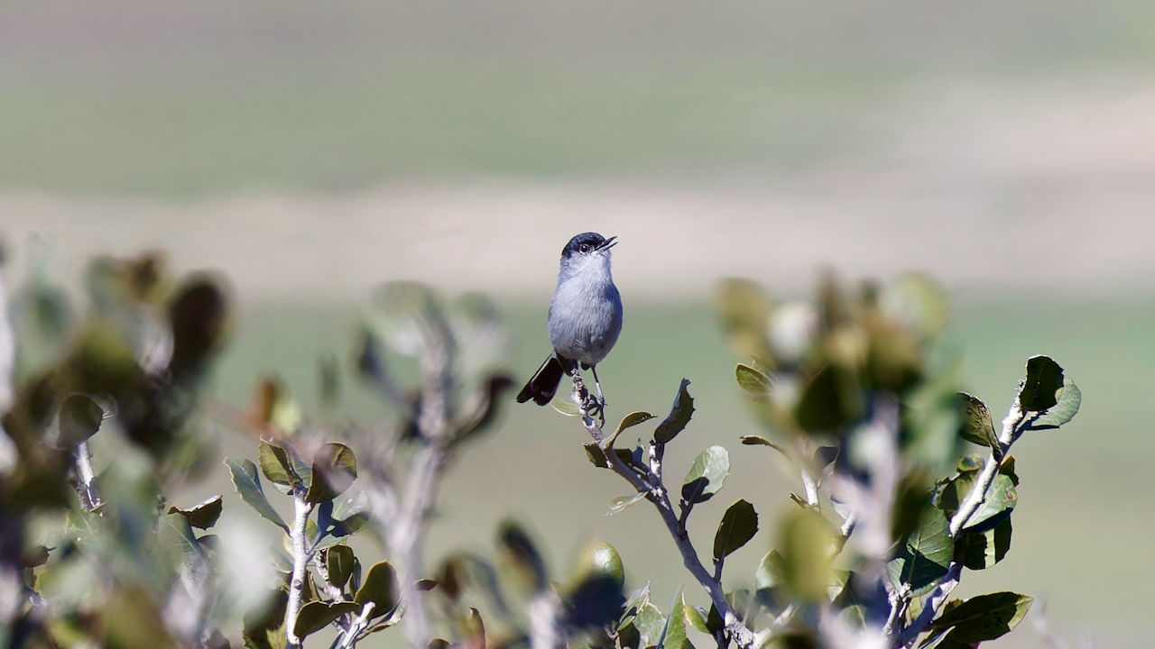California Gnatcatcher