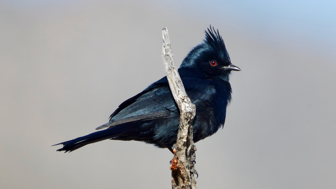 Phainopepla