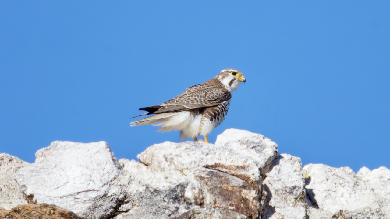 Prairie Falcon