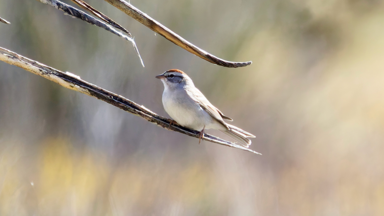 Chipping Sparrow