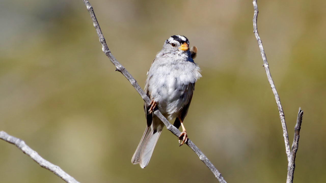 White-crowned Sparrow