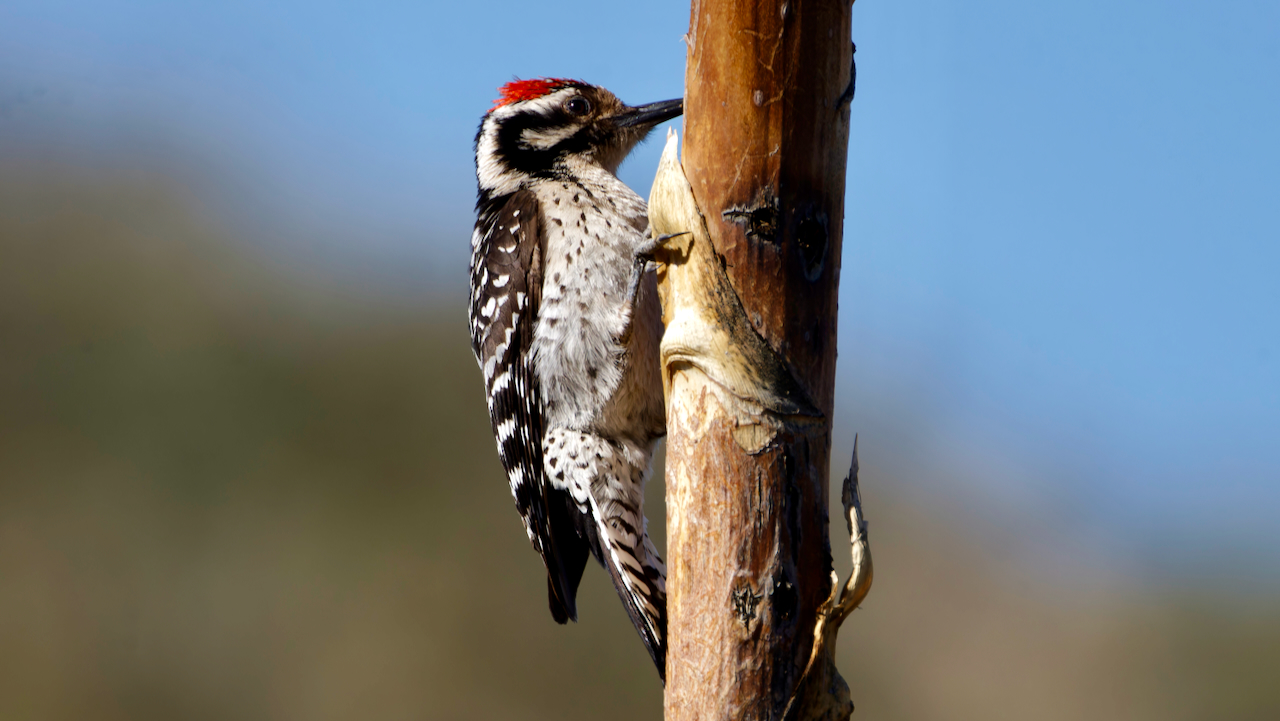 Ladder-backed Woodpecker