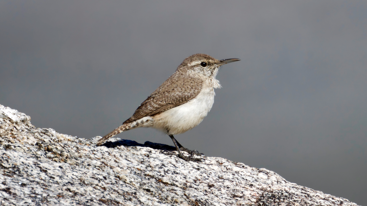 Rock Wren