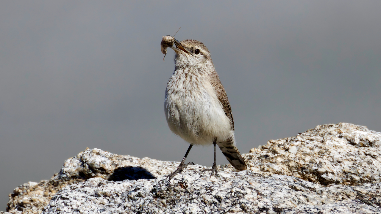 Rock Wren