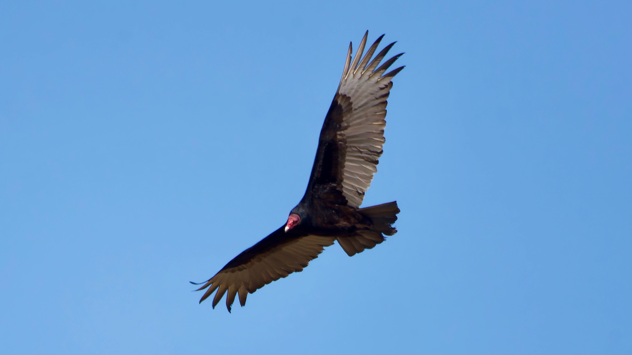 Turkey Vulture