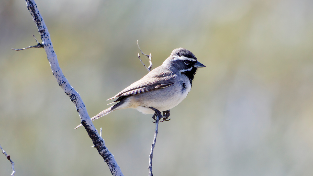 Black-throated Sparrow