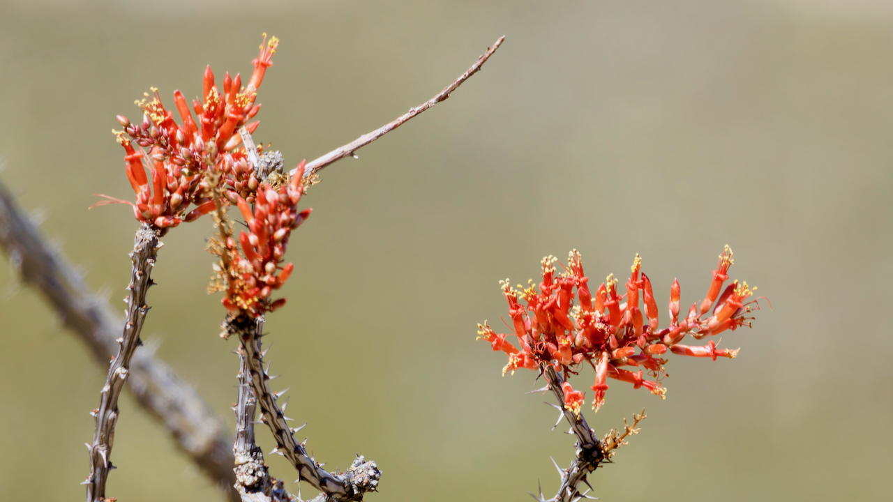 Ocotillo