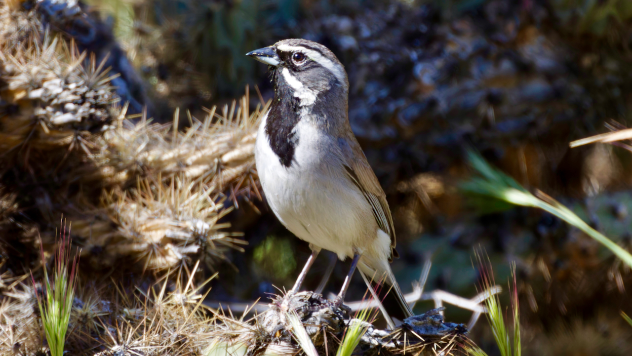 Black-throated Sparrow