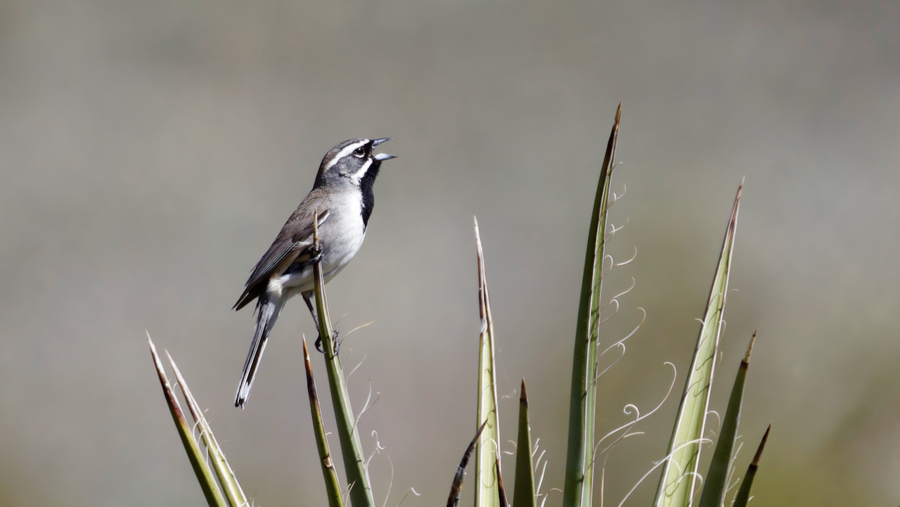 Black-throated Sparrow